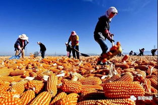 写在2019丝绸之路国际生态产业博览会暨现代丝路寒旱农业有机产品 张掖 交易会开幕之际